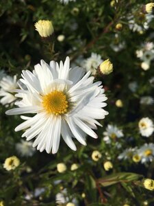 Aster novae-belgii 'White Ladies' P9 - afbeelding 7
