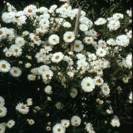 Aster novae-belgii 'White Ladies' P9 - afbeelding 9