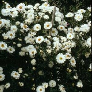 Aster novae-belgii 'White Ladies' P9 - afbeelding 9