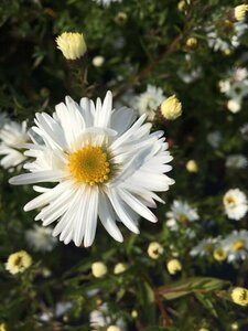 Aster novae-belgii 'White Ladies' P9 - afbeelding 4