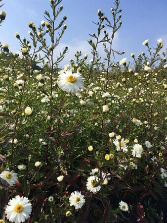 Aster novae-belgii 'White Ladies' P9 - afbeelding 5