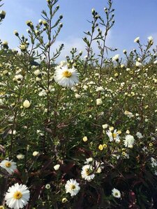 Aster novae-belgii 'White Ladies' P9 - afbeelding 5