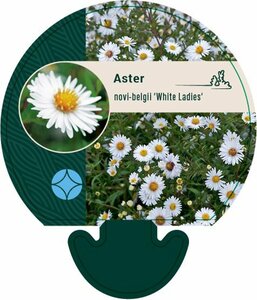 Aster novae-belgii 'White Ladies' P9 - afbeelding 8