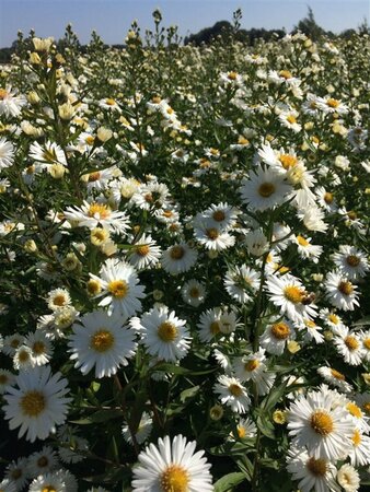Aster novae-belgii 'White Ladies' P9 - afbeelding 6