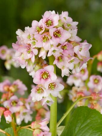 Bergenia 'Baby Doll' P9 - afbeelding 1