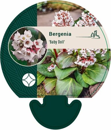 Bergenia 'Baby Doll' P9 - afbeelding 5