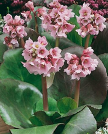 Bergenia 'Baby Doll' P9 - afbeelding 2