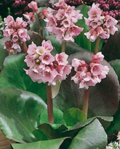 Bergenia 'Baby Doll' P9 - afbeelding 2