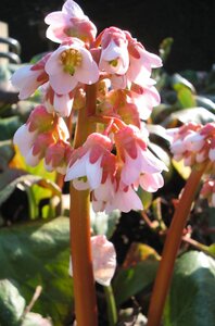 Bergenia 'Baby Doll' P9 - afbeelding 4