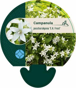 Campanula poscharskyana 'E.H. Frost' P9