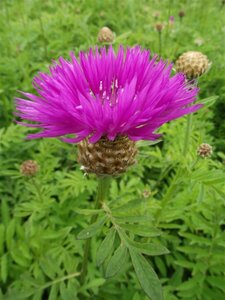 Centaurea dealbata P9 - afbeelding 3