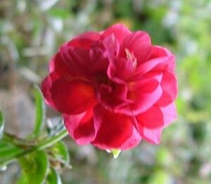 Helianthemum 'Cerise Queen' P9