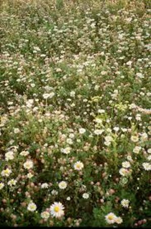 Erigeron karvinskianus 'Blütenmeer' P9