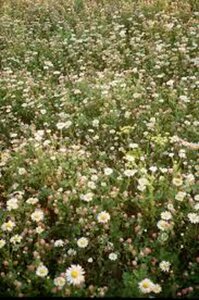 Erigeron karvinskianus 'Blütenmeer' P9