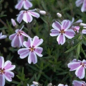 Phlox subulata 'Candy Stripes' P9
