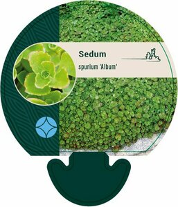 Sedum spurium 'Album' P9