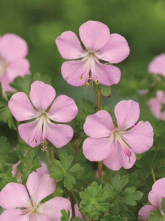Geranium dalmaticum P9 - afbeelding 1