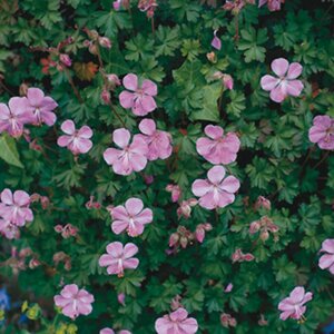 Geranium dalmaticum P9 - afbeelding 3