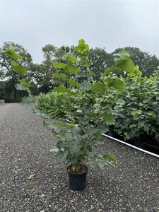 Corylus avellana - afbeelding 2