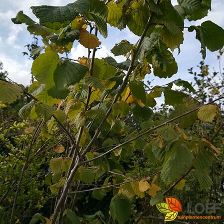 Corylus avellana