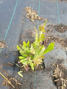 Knautia arvensis P9 - afbeelding 2