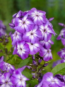 Phlox paniculata 'Laura'=Uspech P9 - afbeelding 4