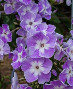 Phlox paniculata 'Laura'=Uspech P9 - afbeelding 3