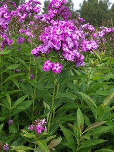 Phlox paniculata 'Laura'=Uspech P9 - afbeelding 6