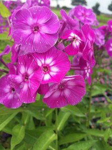 Phlox paniculata 'Laura'=Uspech P9
