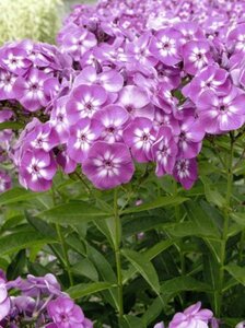 Phlox paniculata 'Laura'=Uspech P9 - afbeelding 7