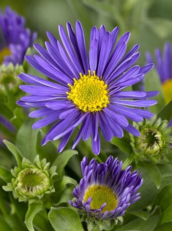 Aster alpinus 'Dunkle Schöne' P9 - afbeelding 2