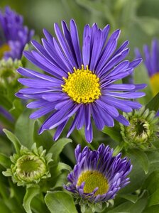 Aster alpinus 'Dunkle Schöne' P9 - afbeelding 2