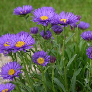 Aster alpinus 'Dunkle Schöne' P9 - afbeelding 3