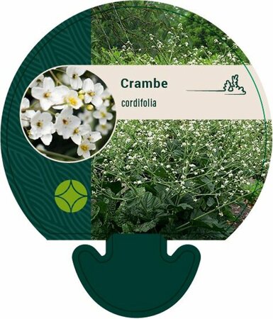 Crambe cordifolia P9 - afbeelding 2