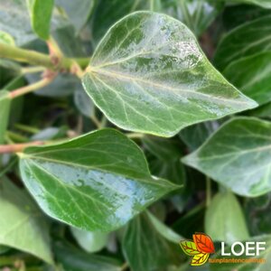 Hedera helix 'Arborescens' 25/30 C.