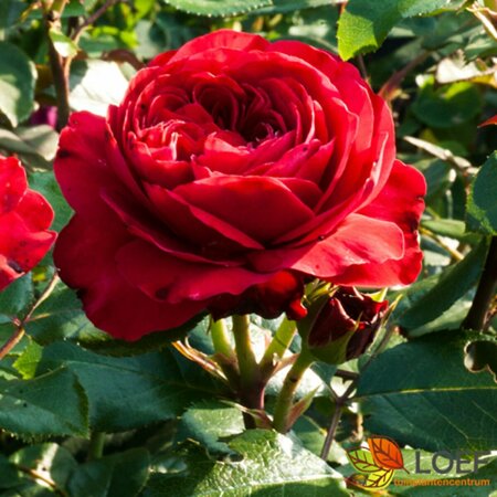 Rosa (F) 'Red Leonardo da Vinci'