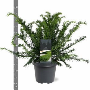Taxus baccata 'Repandens' 25/30 C. - afbeelding 3