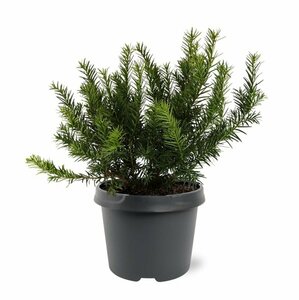 Taxus baccata 'Repandens' 25/30 C. - afbeelding 9