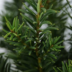 Taxus baccata 'Repandens' 25/30 C. - afbeelding 8