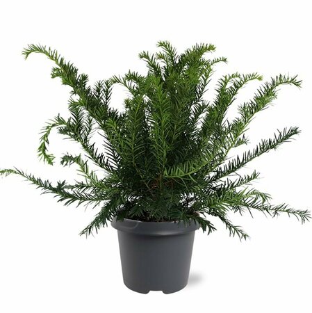 Taxus baccata 'Repandens' 25/30 C. - afbeelding 2