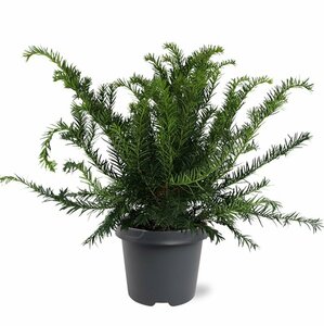 Taxus baccata 'Repandens' 25/30 C. - afbeelding 2