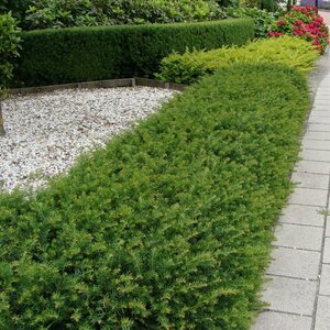 Taxus baccata 'Repandens' 25/30 C. - afbeelding 7