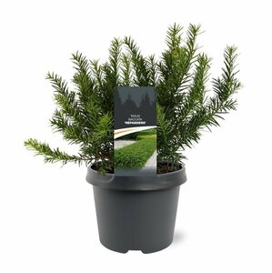 Taxus baccata 'Repandens' 25/30 C. - afbeelding 6