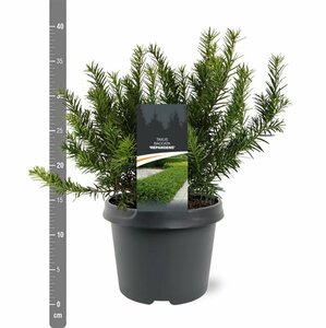 Taxus baccata 'Repandens' 25/30 C. - afbeelding 5
