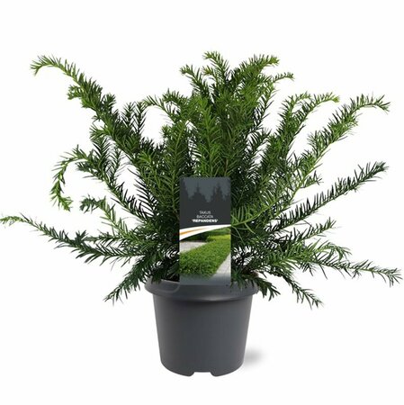 Taxus baccata 'Repandens' 25/30 C. - afbeelding 10