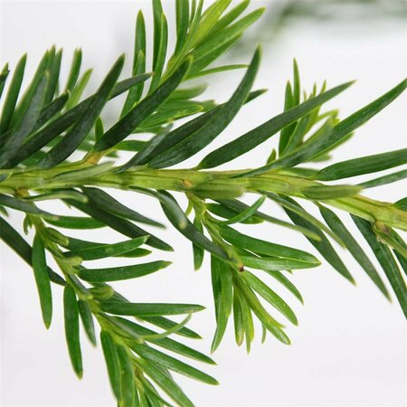 Taxus baccata 'Repandens' 25/30 C. - afbeelding 4