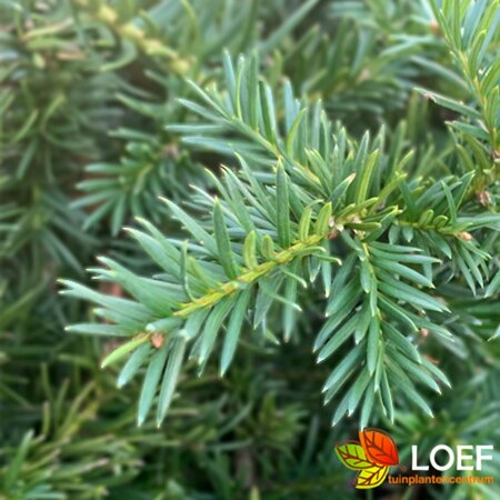 Taxus baccata 'Repandens' 25/30 C. - afbeelding 1