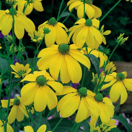 Rudbeckia nitida 'Herbstsonne' P9 - afbeelding 2