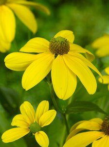 Rudbeckia nitida 'Herbstsonne' P9 - afbeelding 3
