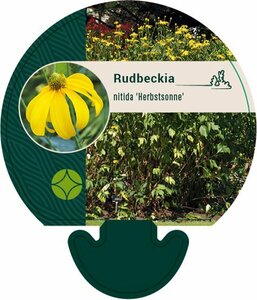 Rudbeckia nitida 'Herbstsonne' P9 - afbeelding 5